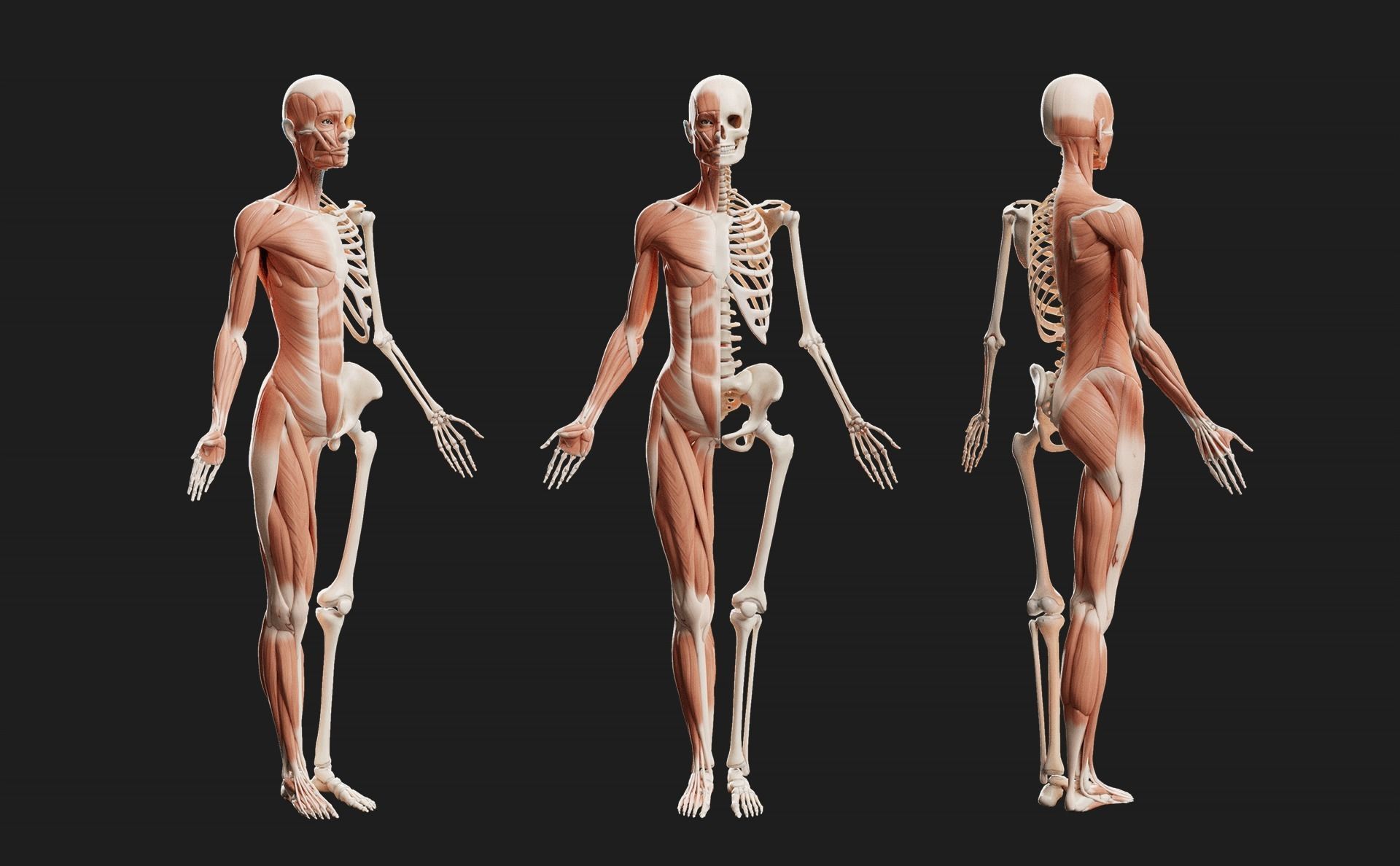 Female Ecorche - Skin Musculature Skeleton Low-poly 3D model_6