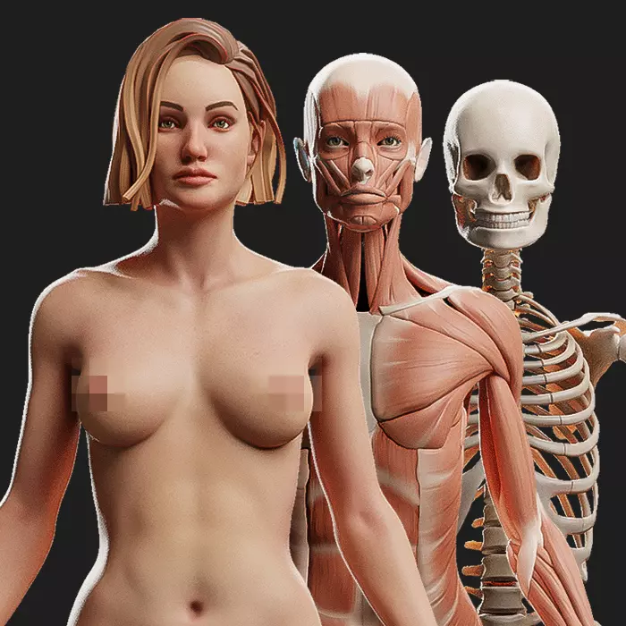 Female Ecorche - Skin Musculature Skeleton Low-poly 3D model_0
