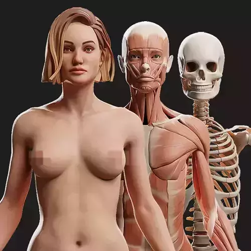 Female Ecorche - Skin Musculature Skeleton Low-poly 3D model