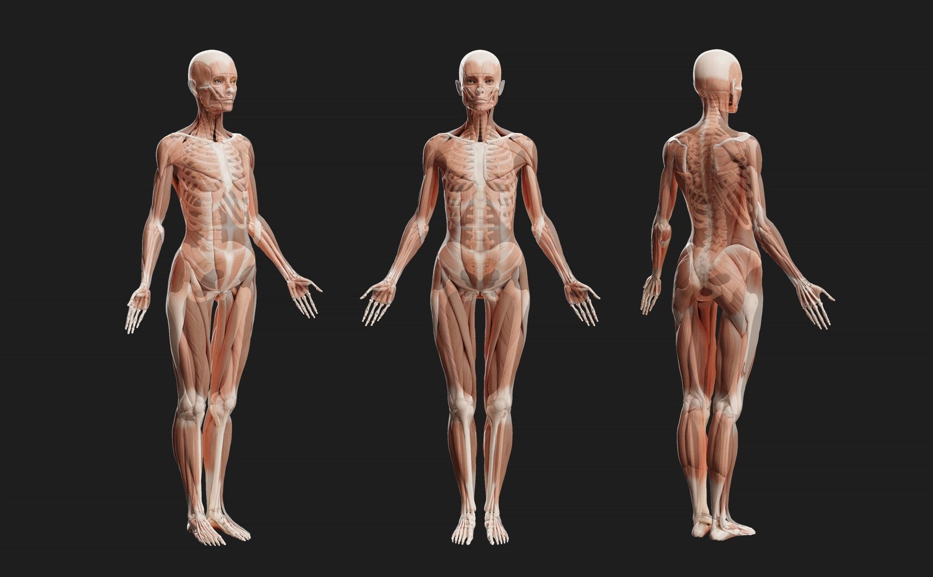 Female Ecorche - Skin Musculature Skeleton Low-poly 3D model_10