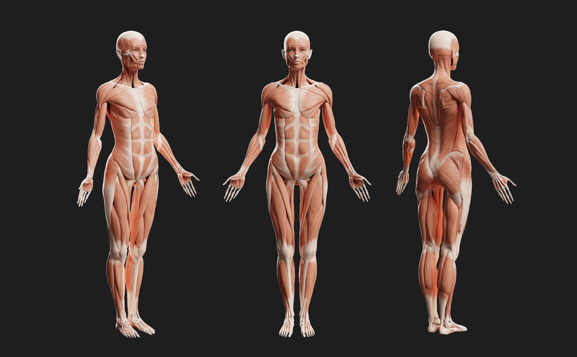 Female Ecorche - Skin Musculature Skeleton Low-poly 3D model_4
