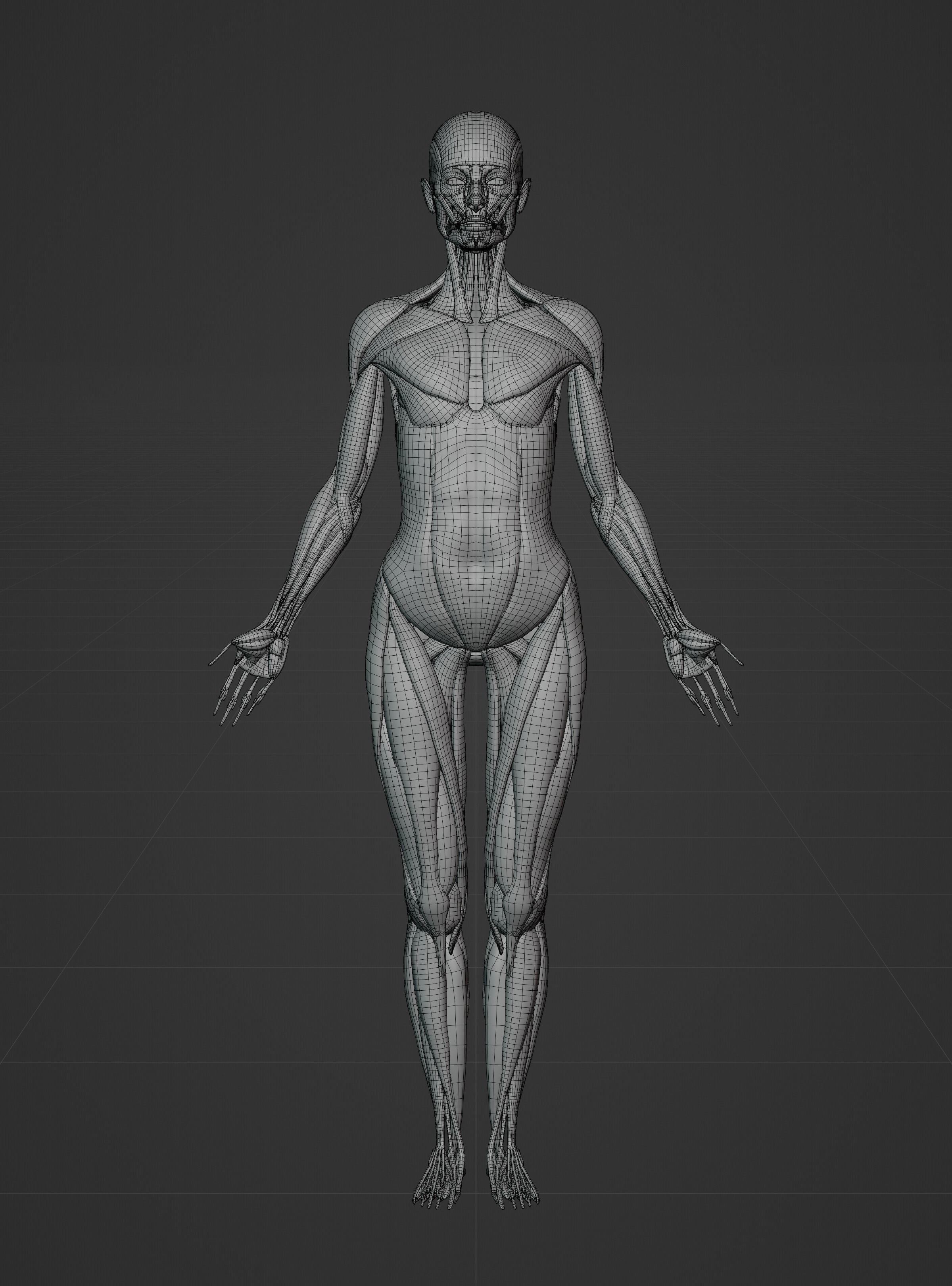 Female Ecorche - Skin Musculature Skeleton Low-poly 3D model_14