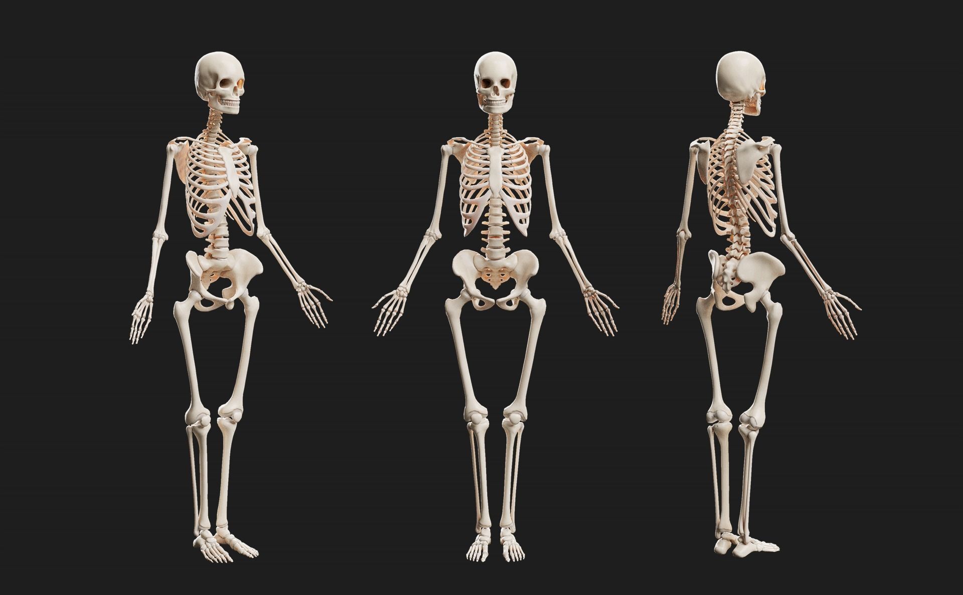 Female Ecorche - Skin Musculature Skeleton Low-poly 3D model_7
