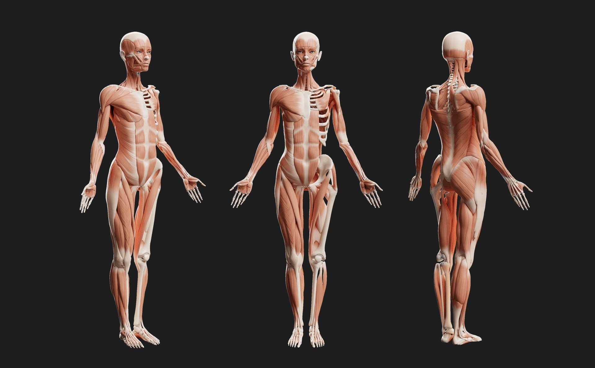 Female Ecorche - Skin Musculature Skeleton Low-poly 3D model_5