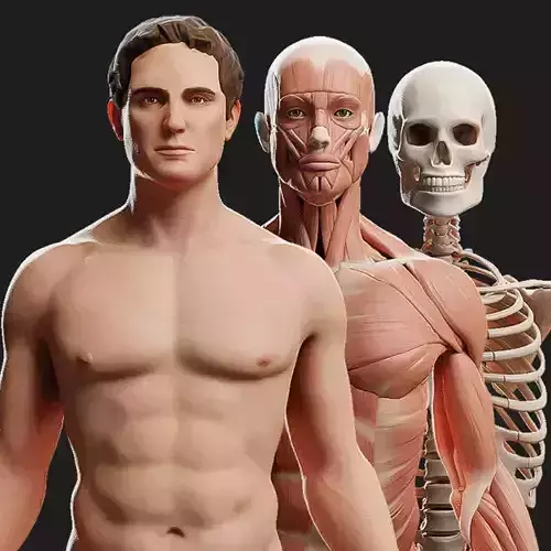 Male Ecorche - Skin Musculature Skeleton Low-poly 3D model