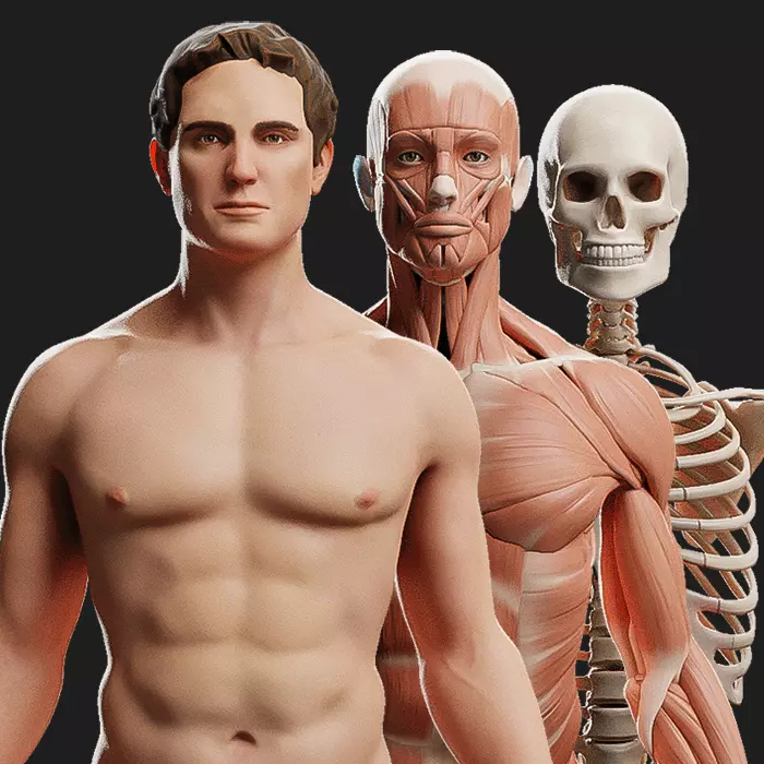 Male Ecorche - Skin Musculature Skeleton Low-poly 3D model_0