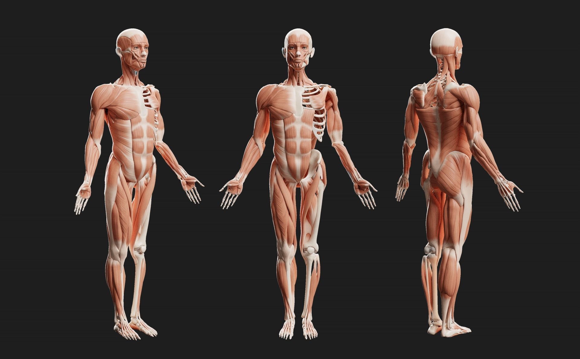 Male Ecorche - Skin Musculature Skeleton Low-poly 3D model_5