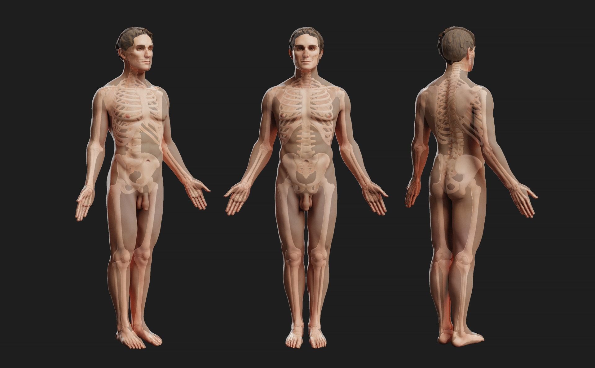 Male Ecorche - Skin Musculature Skeleton Low-poly 3D model_9