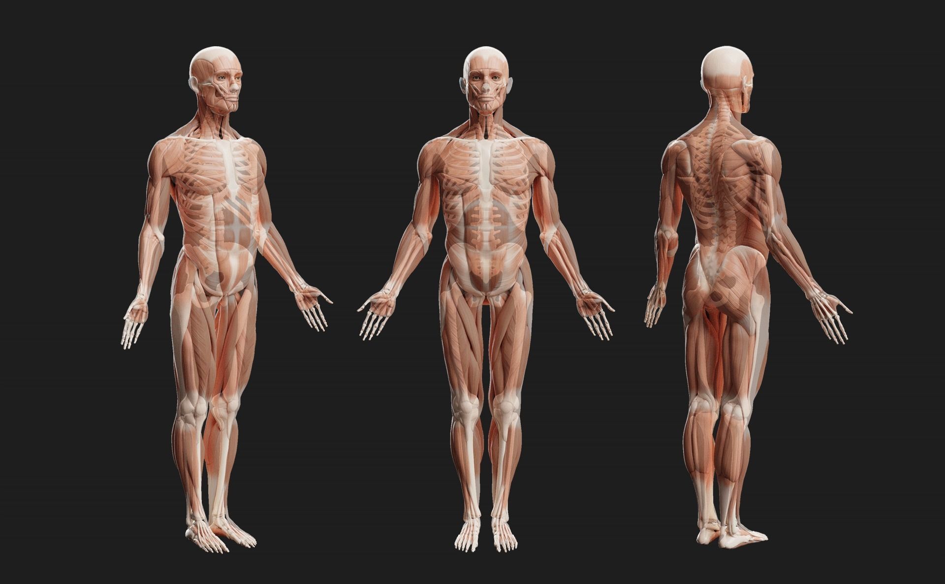 Male Ecorche - Skin Musculature Skeleton Low-poly 3D model_10