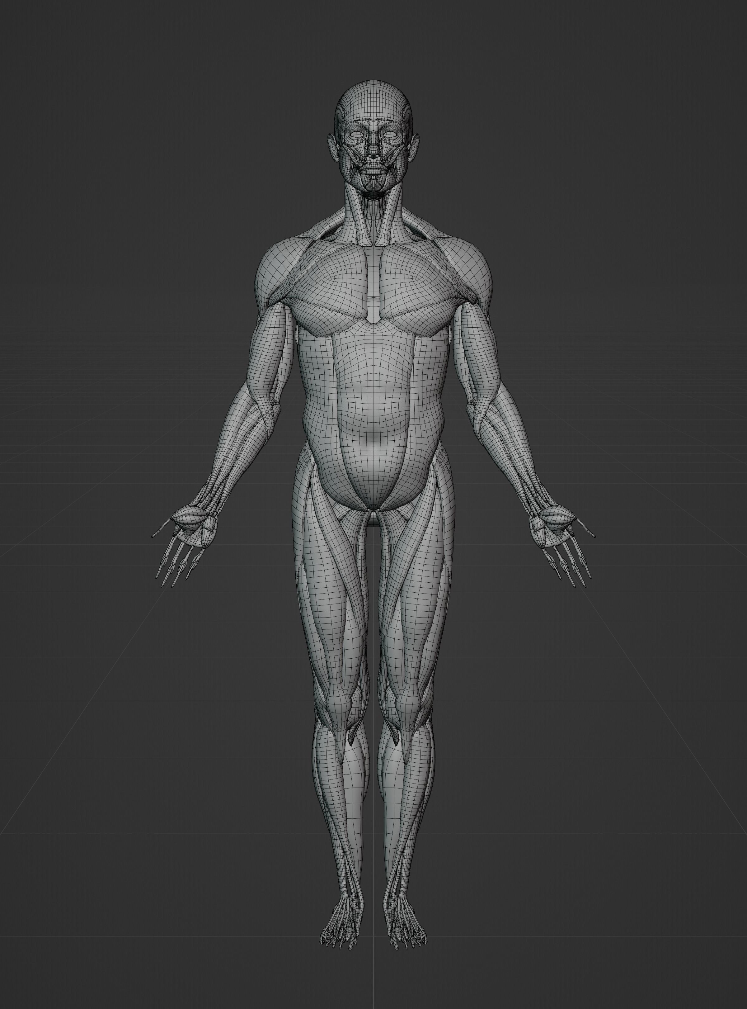 Male Ecorche - Skin Musculature Skeleton Low-poly 3D model_20