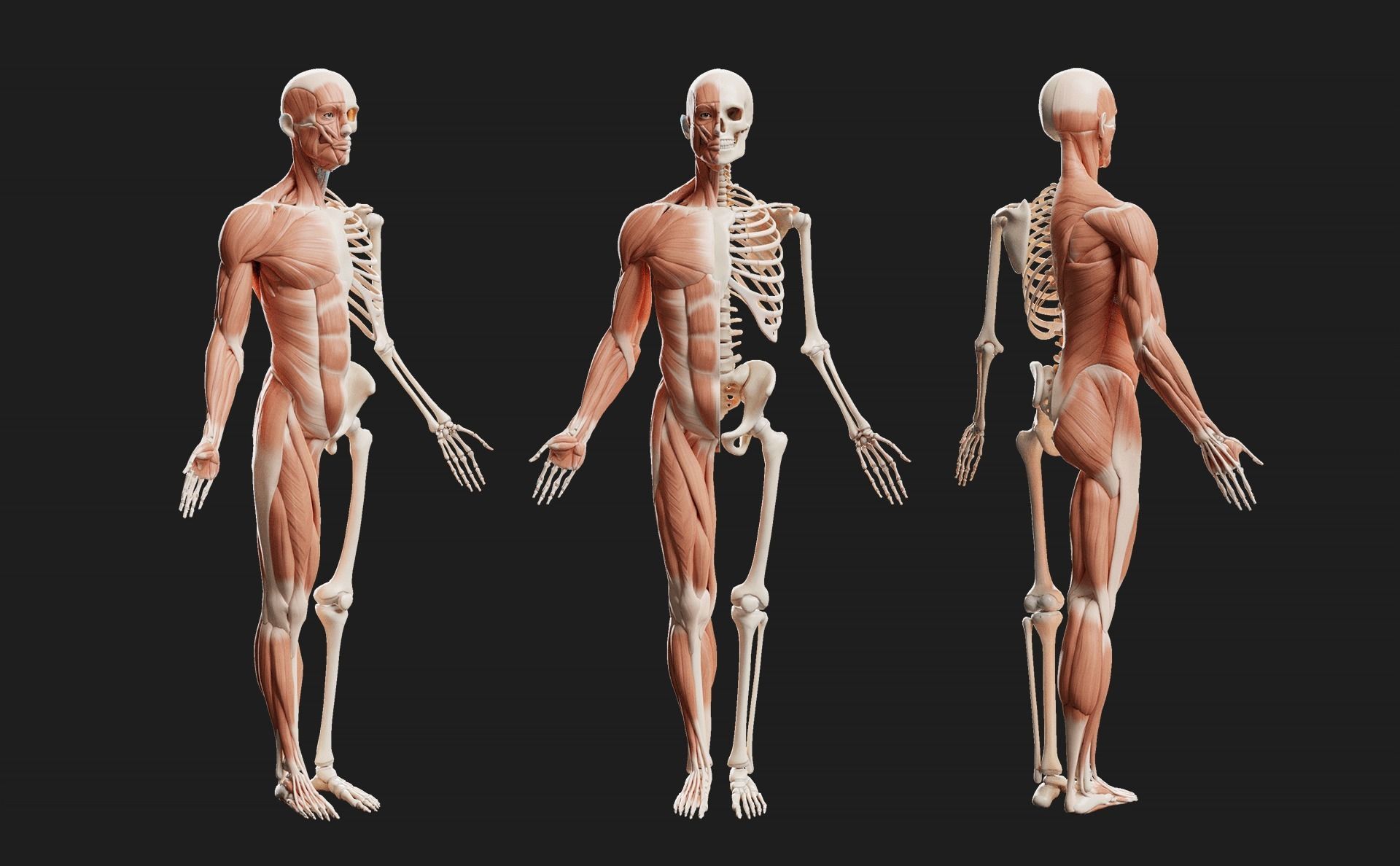 Male Ecorche - Skin Musculature Skeleton Low-poly 3D model_6