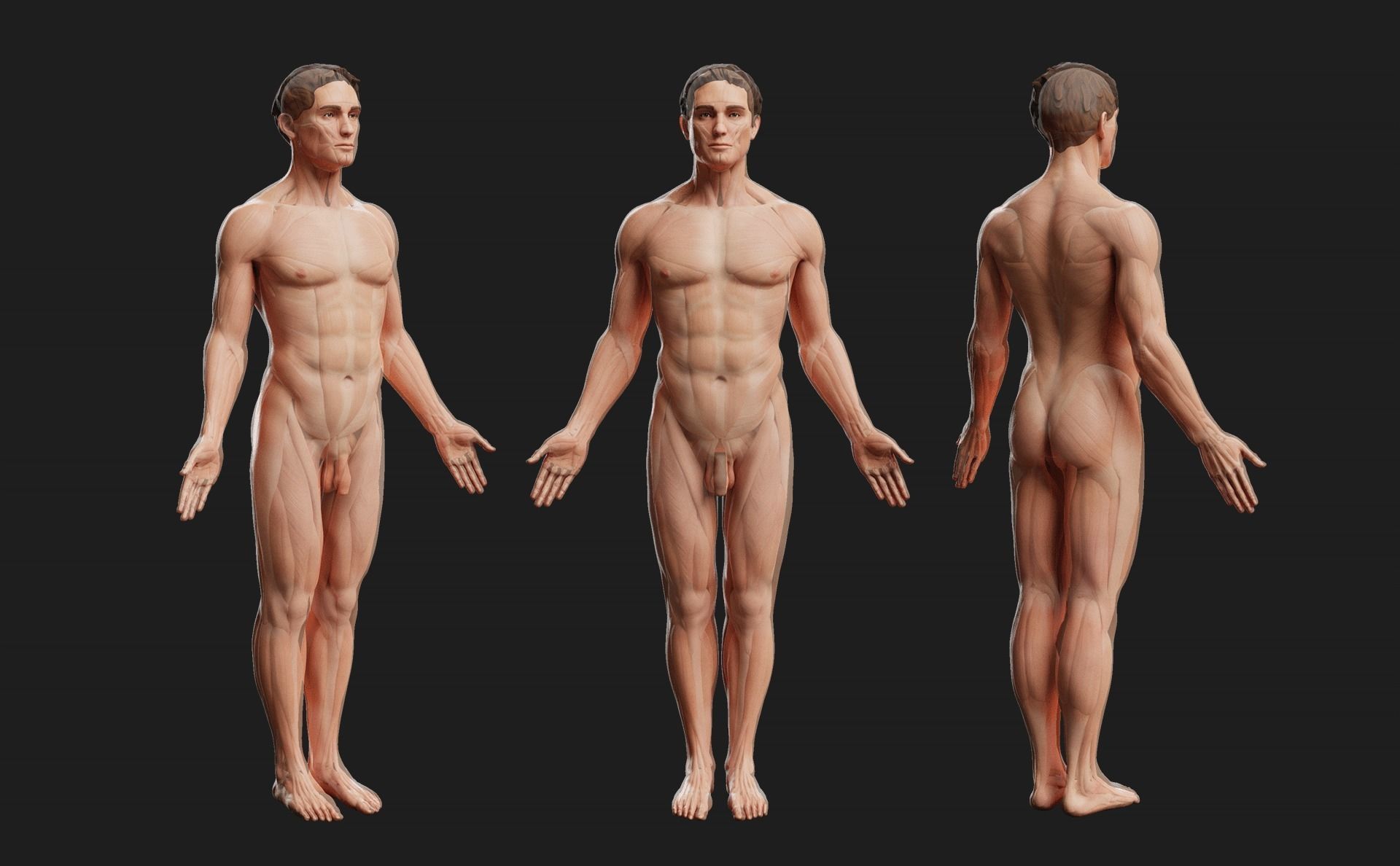 Male Ecorche - Skin Musculature Skeleton Low-poly 3D model_8
