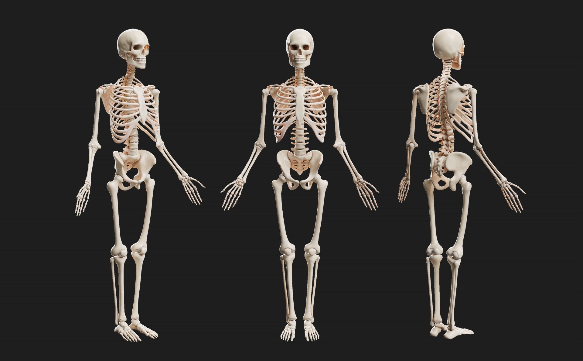 Male Ecorche - Skin Musculature Skeleton Low-poly 3D model_7