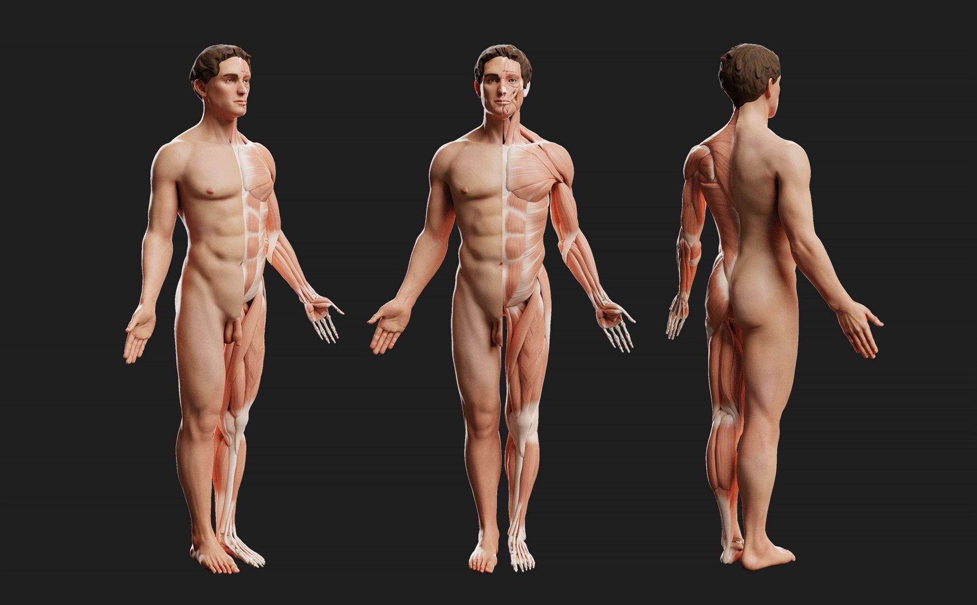 Male Ecorche - Skin Musculature Skeleton Low-poly 3D model_3