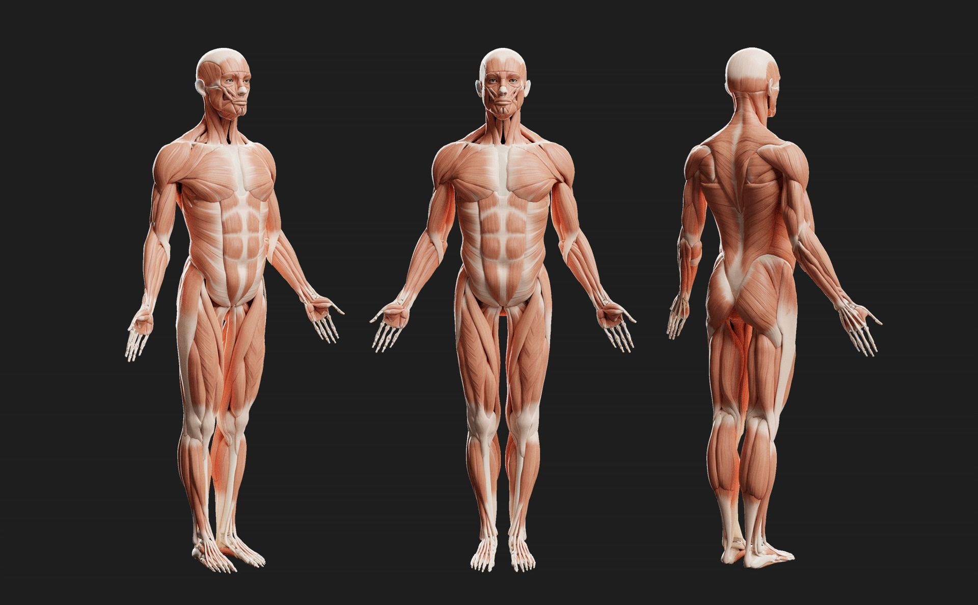 Male Ecorche - Skin Musculature Skeleton Low-poly 3D model_4