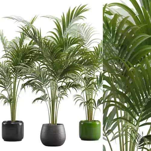 Areca Palms 3D model