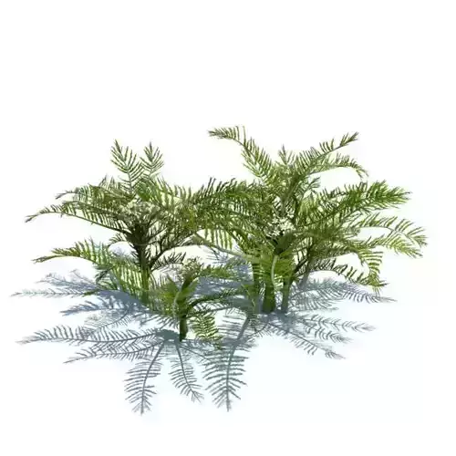 Green Plants   Ferns