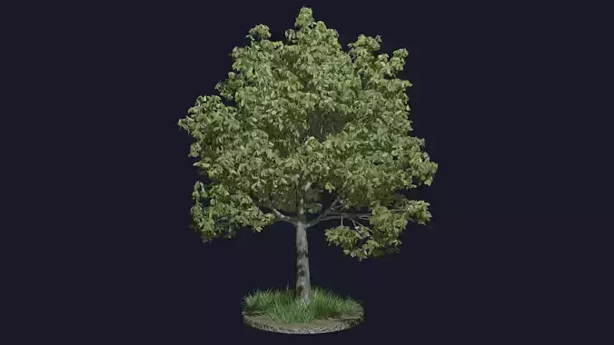 Tree - Broadleaf set R2