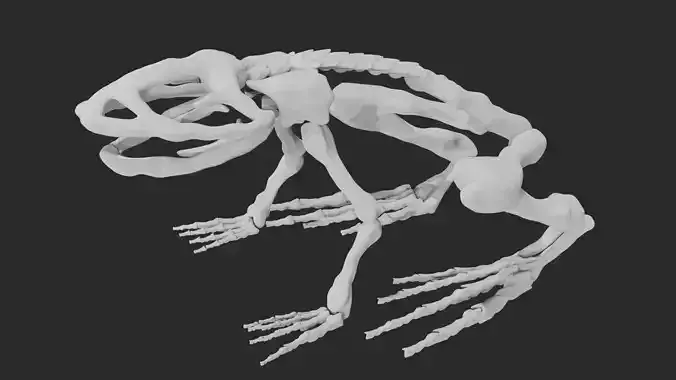 Skeleton of frog