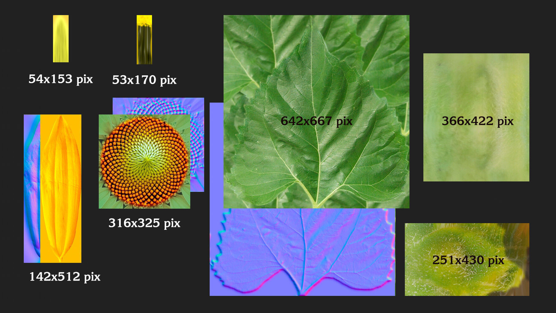 Three sunflowers 3D model_7