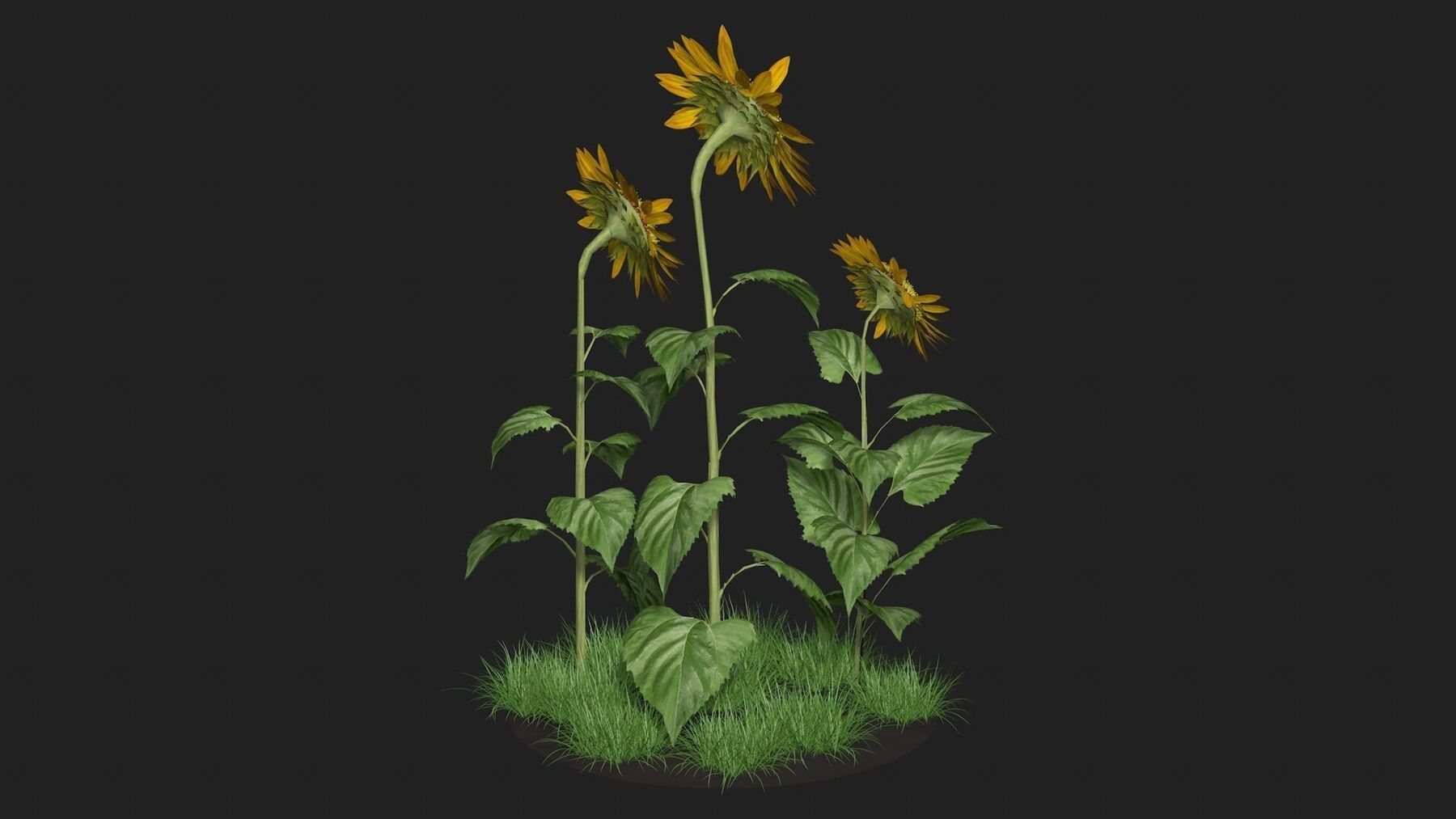 Three sunflowers 3D model_2