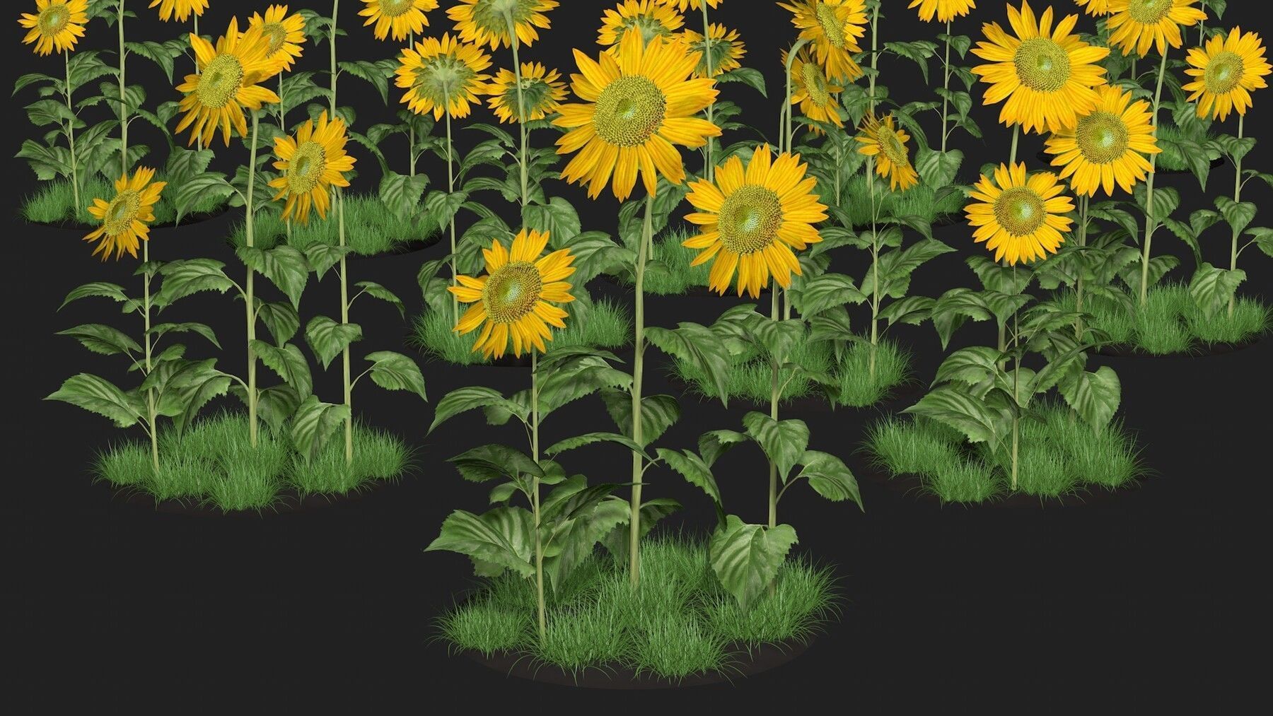 Three sunflowers 3D model_3