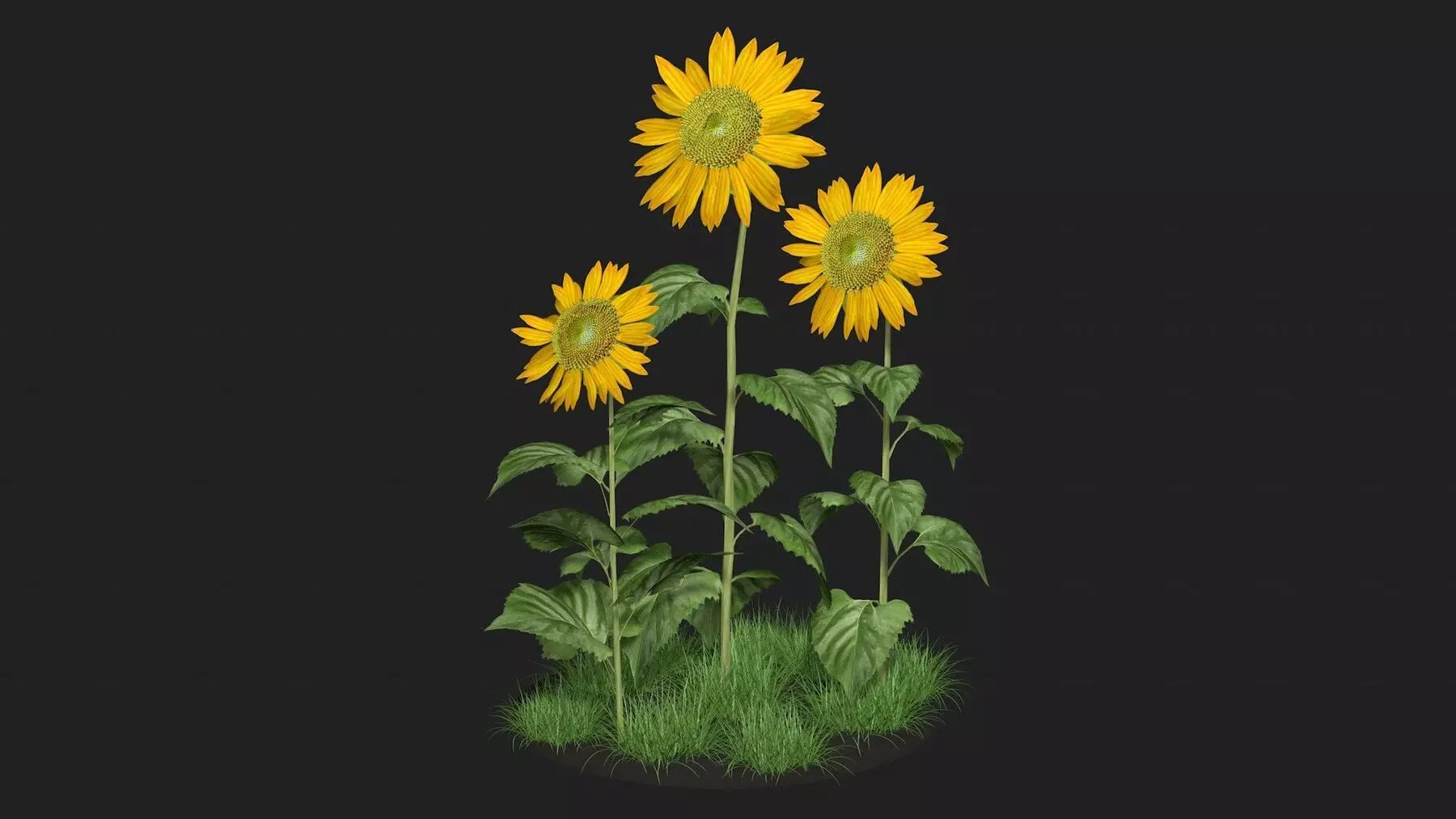 Three sunflowers 3D model_0