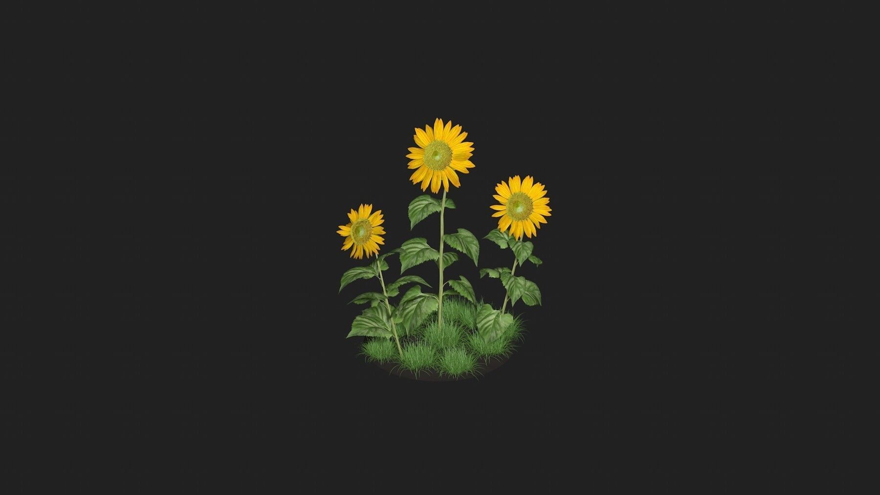 Three sunflowers 3D model_5