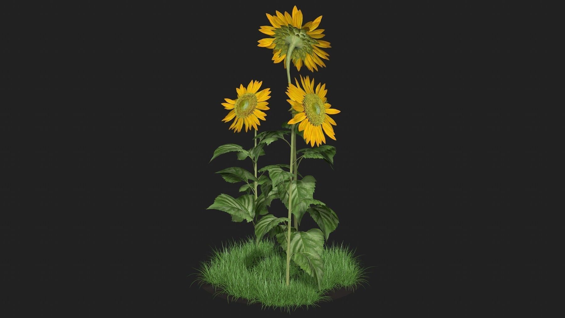 Three sunflowers 3D model_1