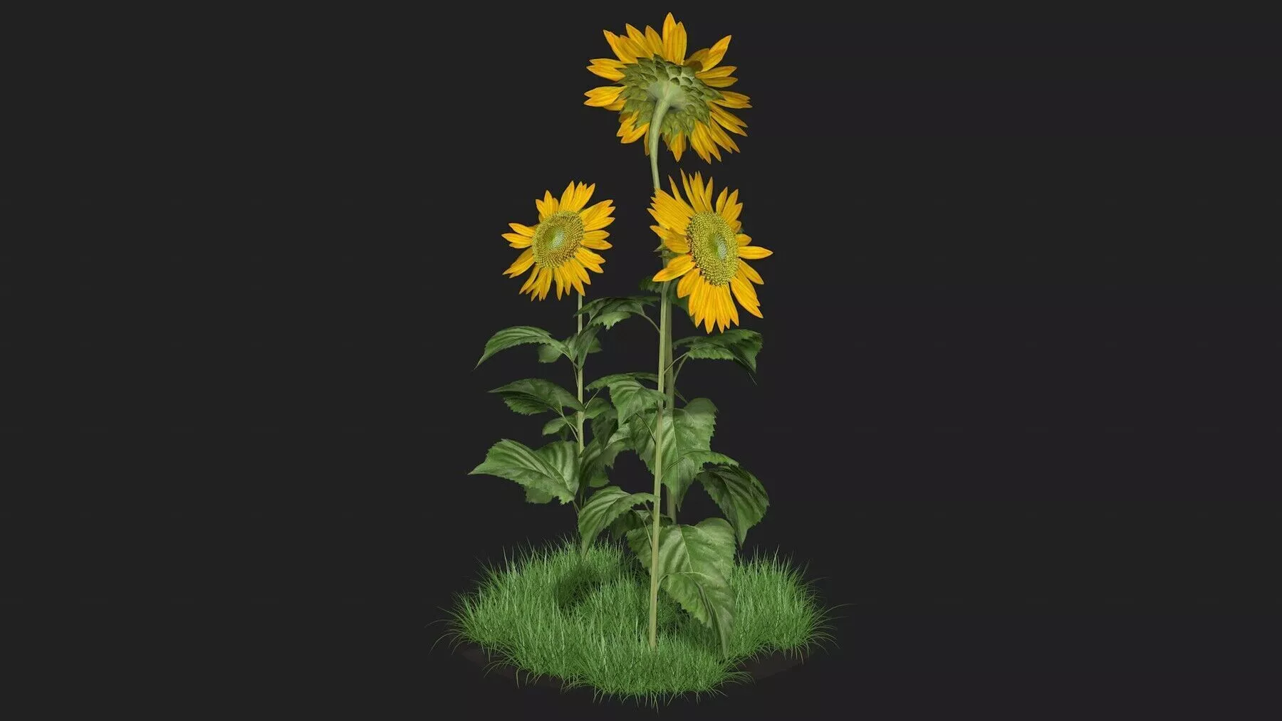 Three sunflowers 3D model