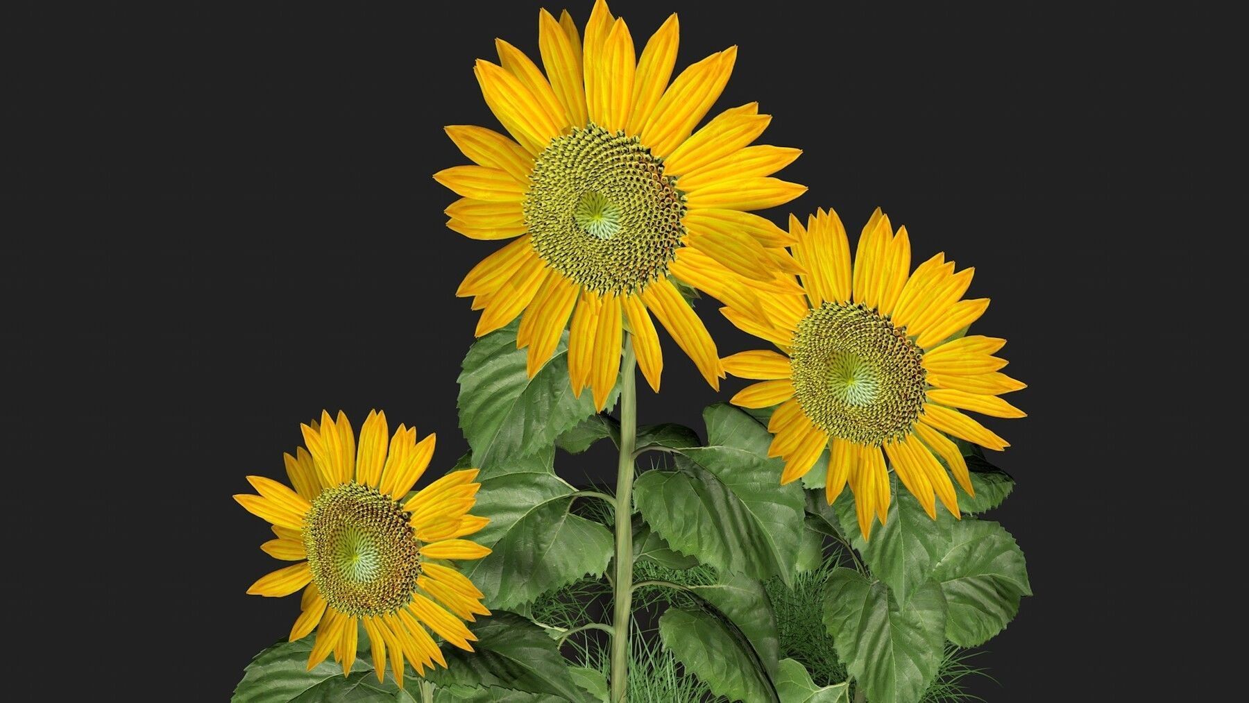 Three sunflowers 3D model_4