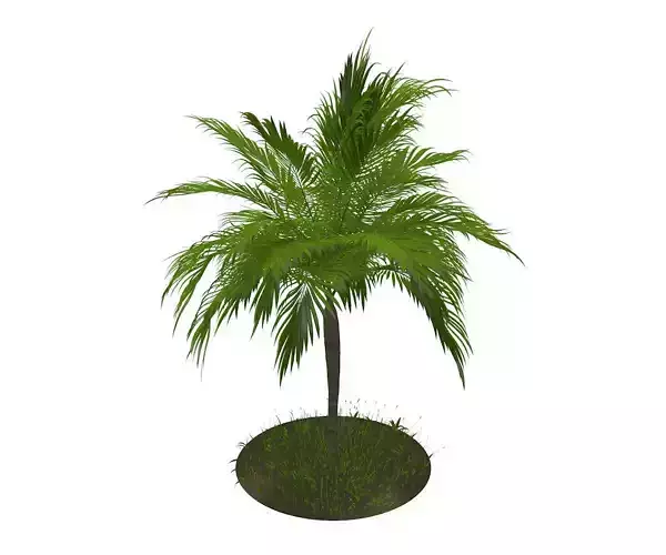 Palm Tree R3