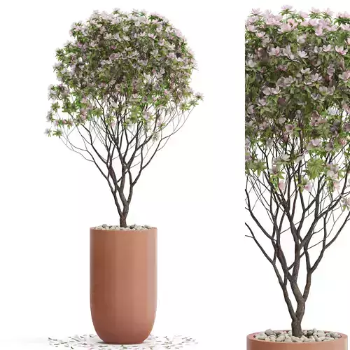 Plants collection 657 3D model