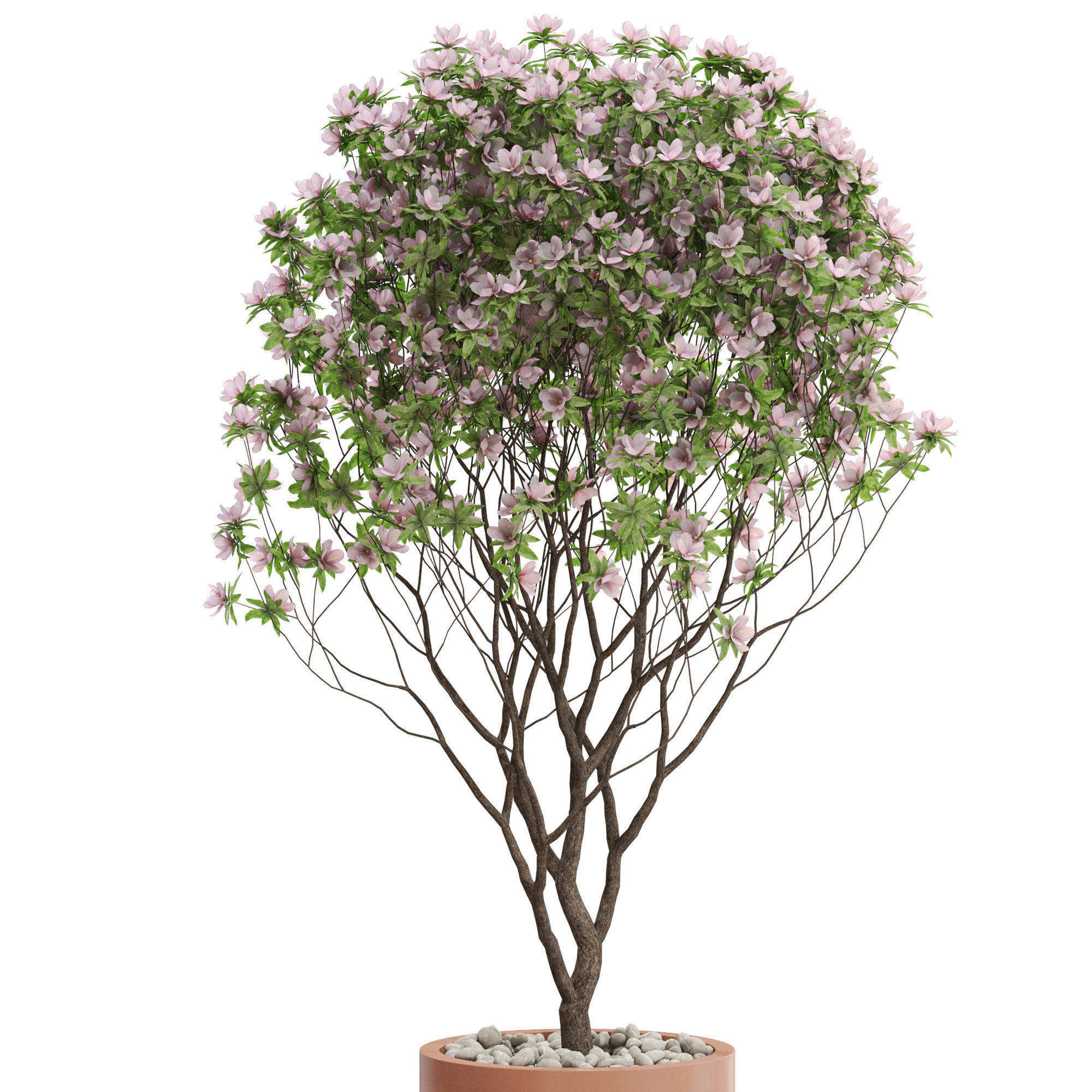 Plants collection 657 3D model_1