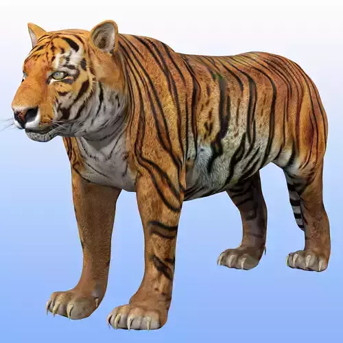 Tiger Rig 3D model