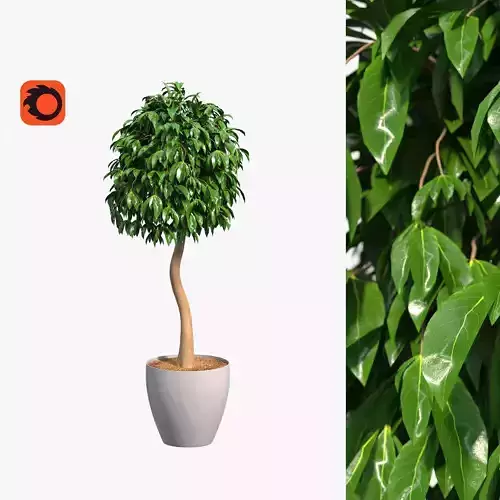 Ficus benjamina 3D model