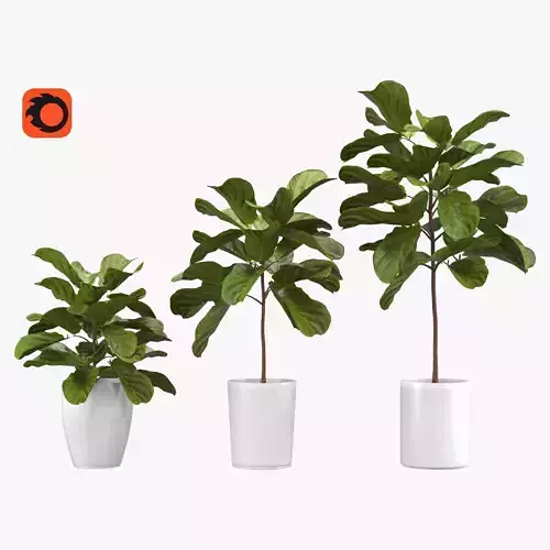 Ficus lyrata - Fiddle Leaf Fig