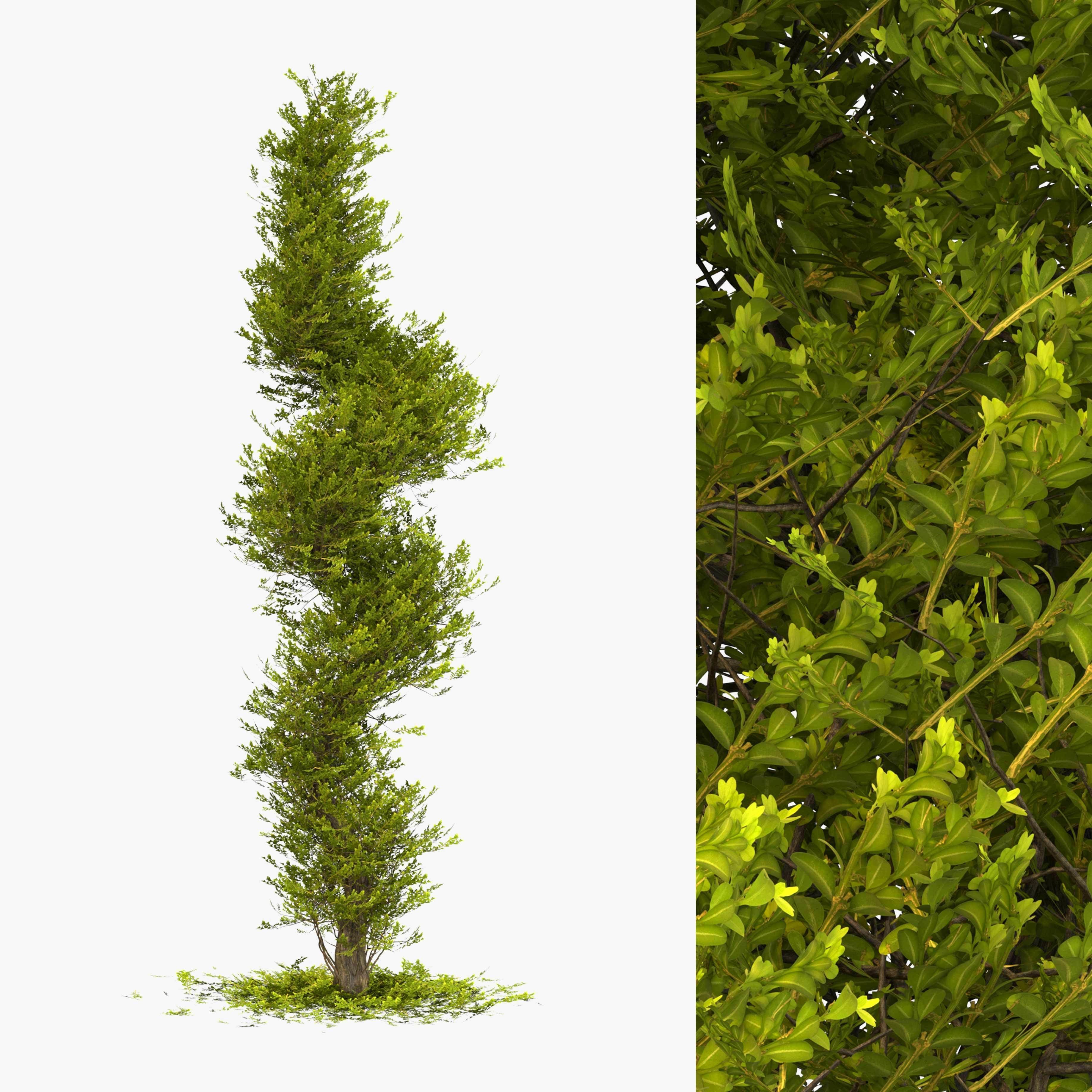 Two boxwood spiral trees - spring and autumn 3D model_2