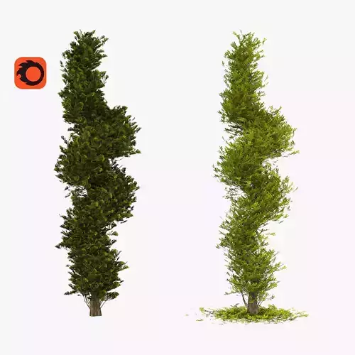 Two boxwood spiral trees - spring and autumn