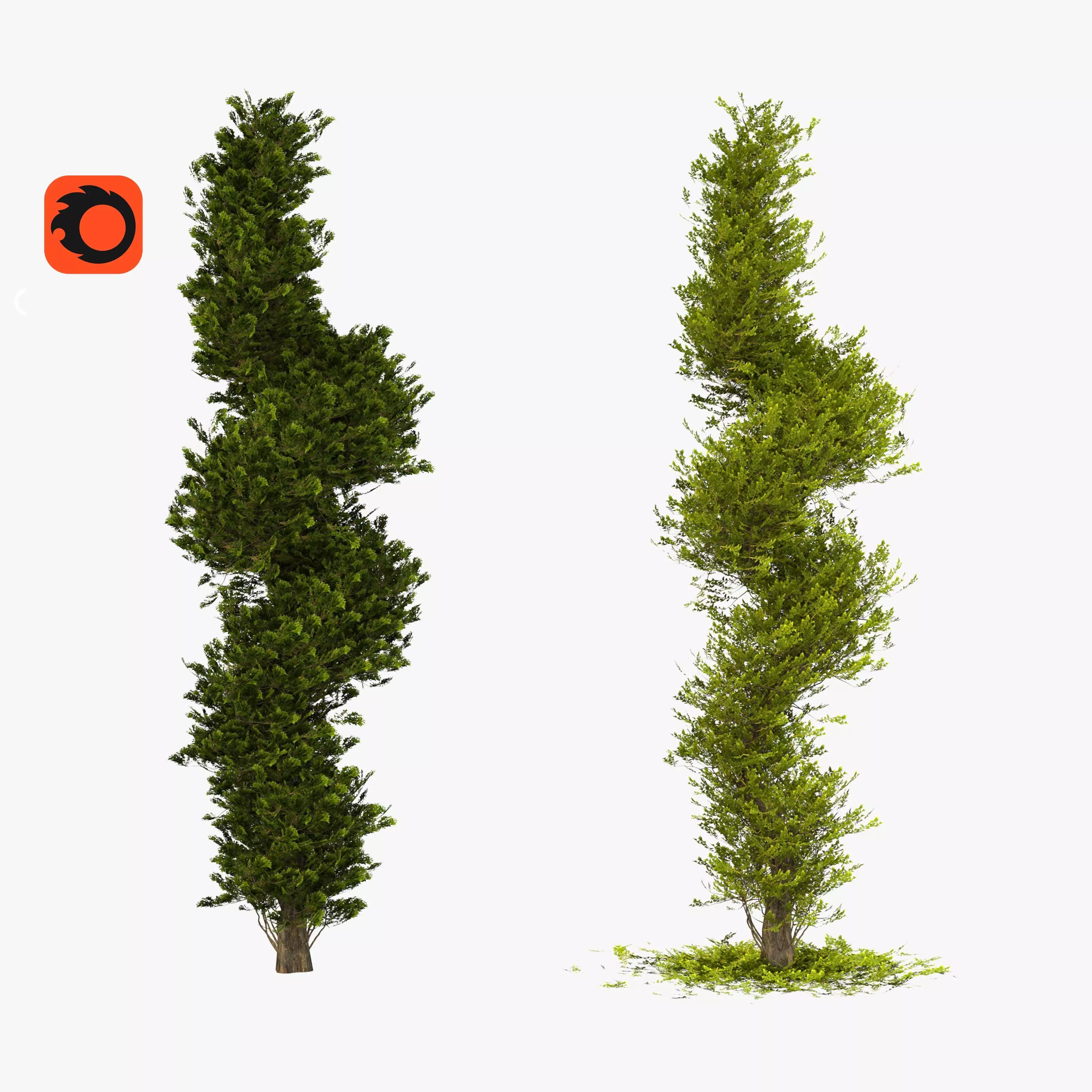 Two boxwood spiral trees - spring and autumn 3D model_0
