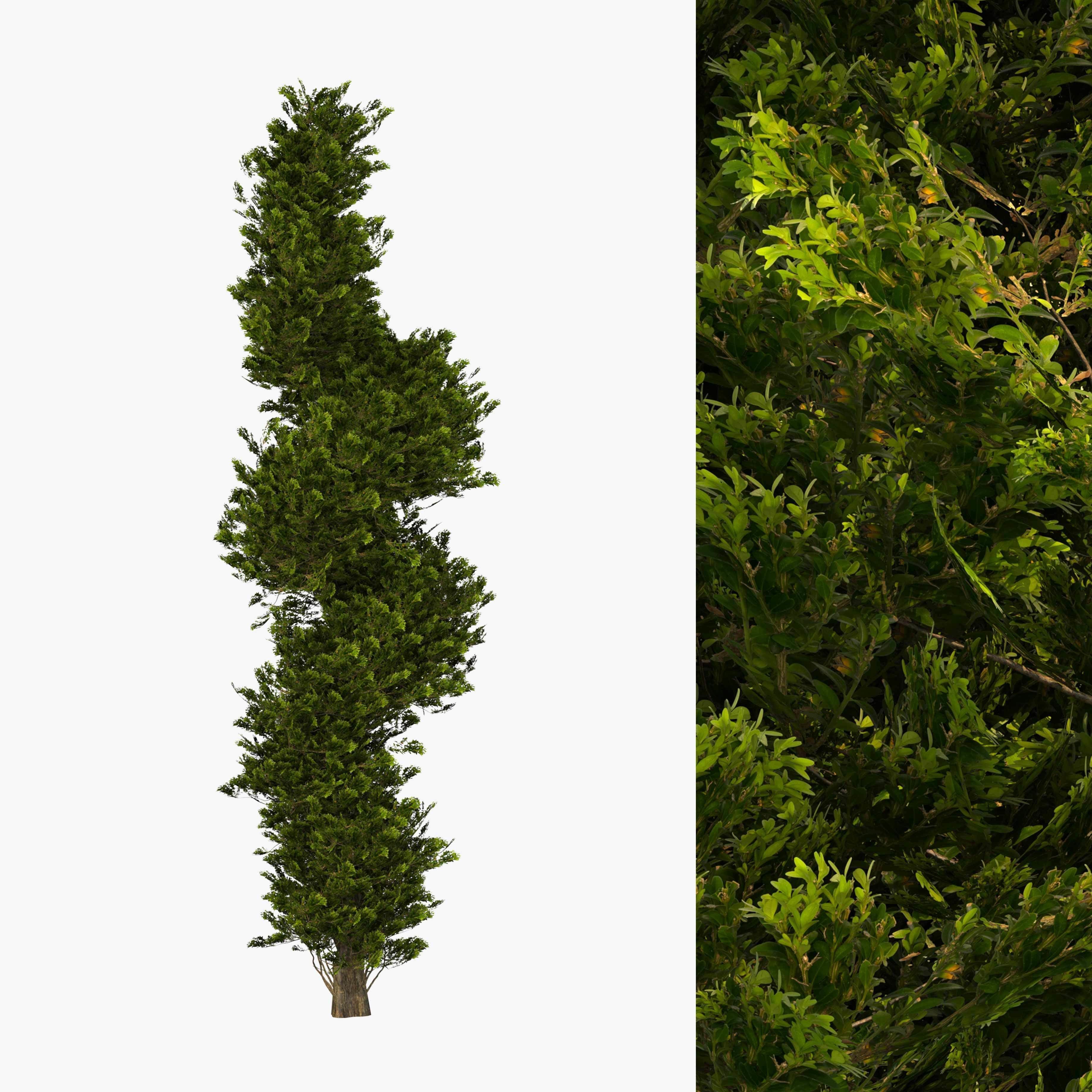 Two boxwood spiral trees - spring and autumn 3D model_1