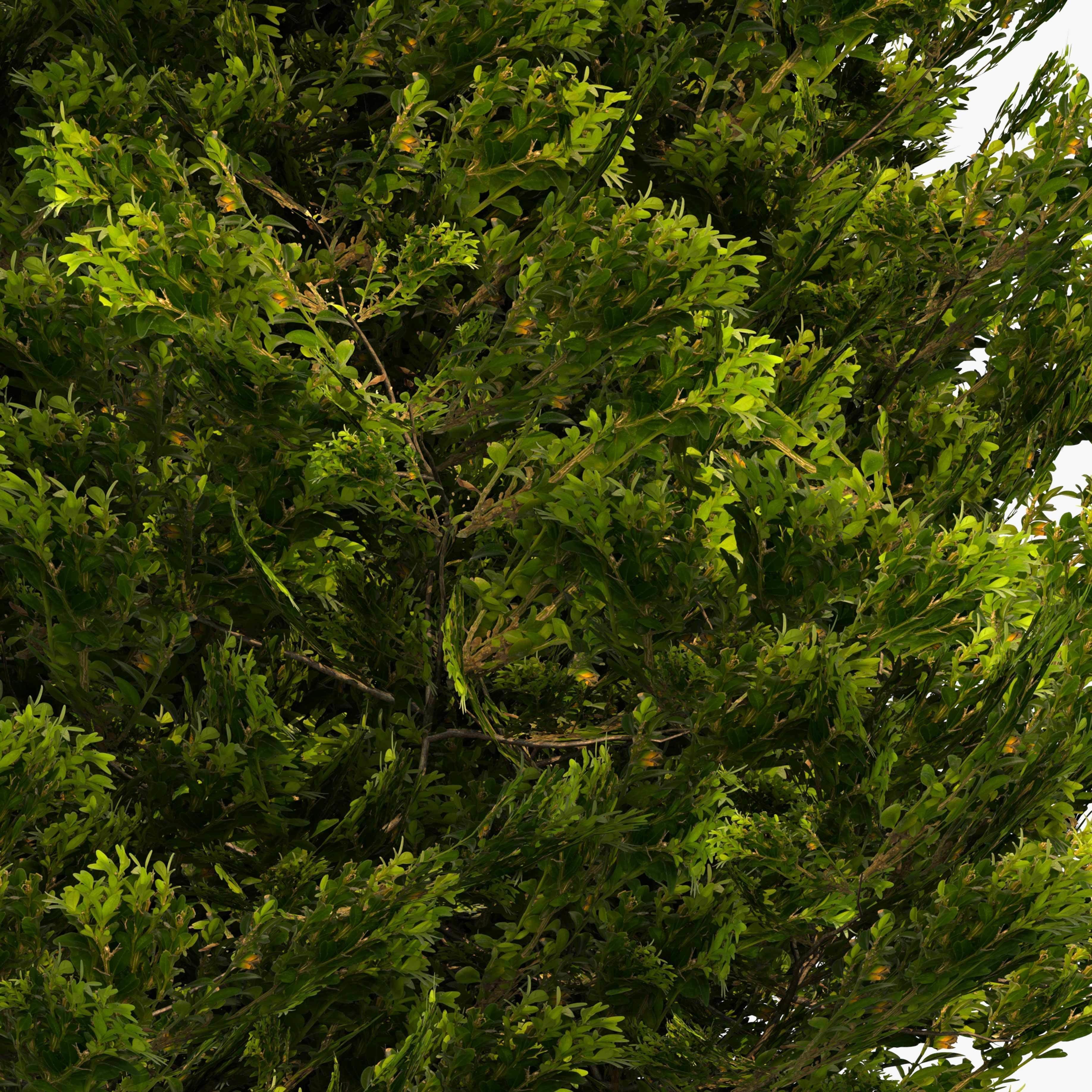 Two boxwood spiral trees - spring and autumn 3D model_4