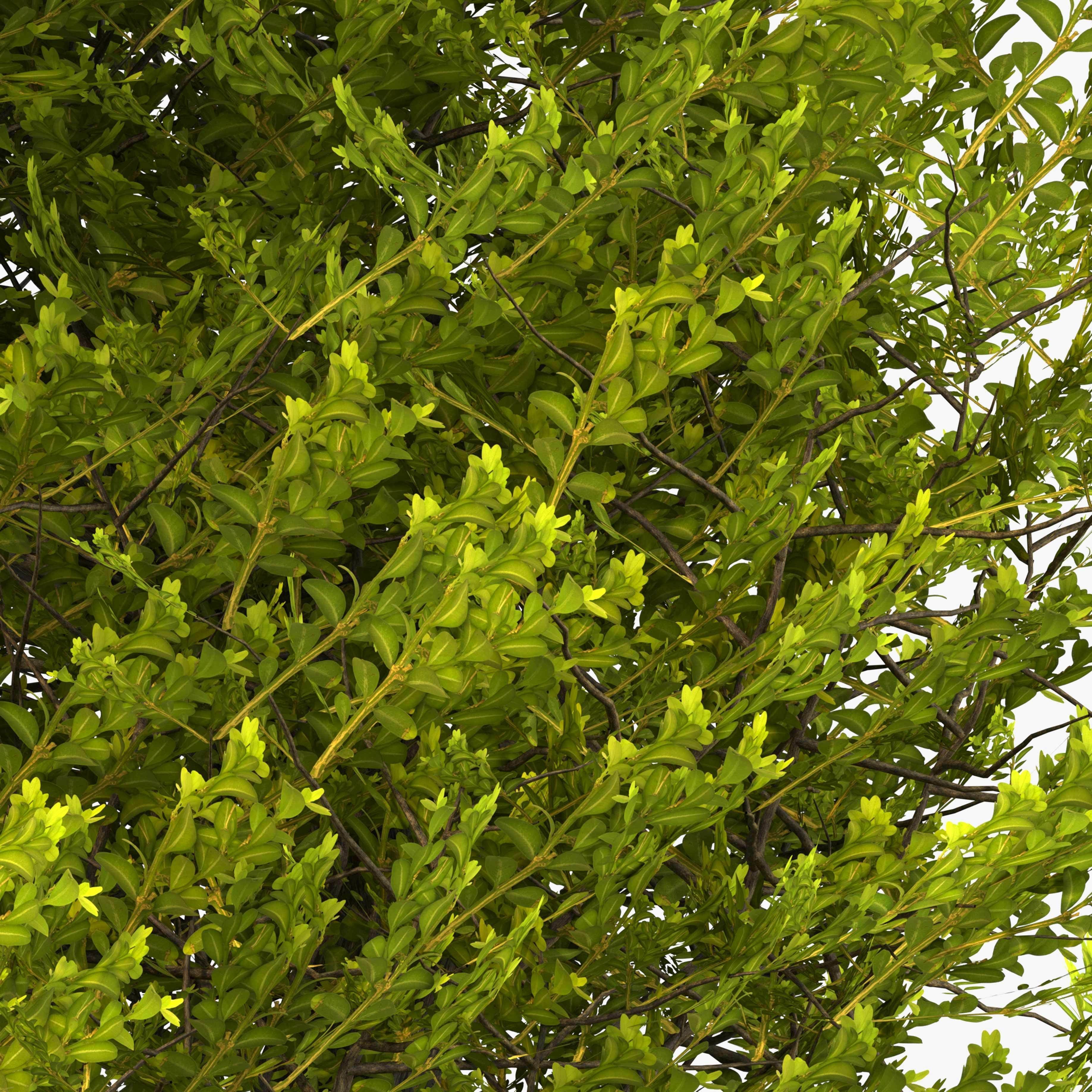 Two boxwood spiral trees - spring and autumn 3D model_3