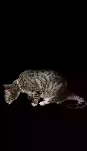 Tabby cat looking down