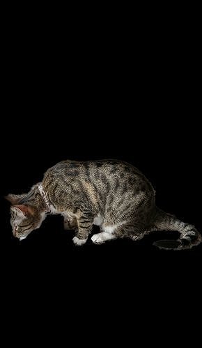 Tabby cat looking down 3D model
