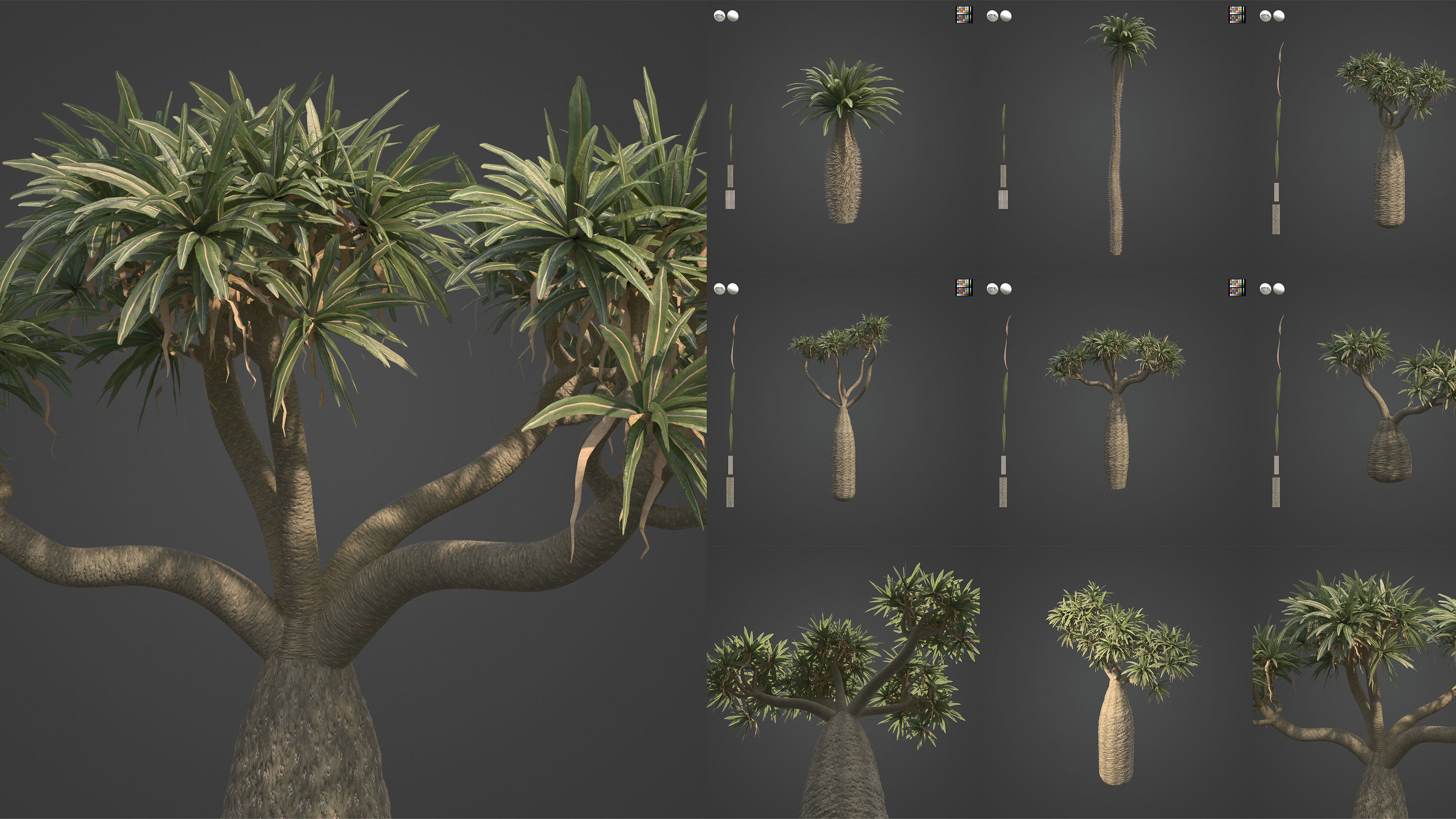 Xfrog Africa 3D Model Collection_7