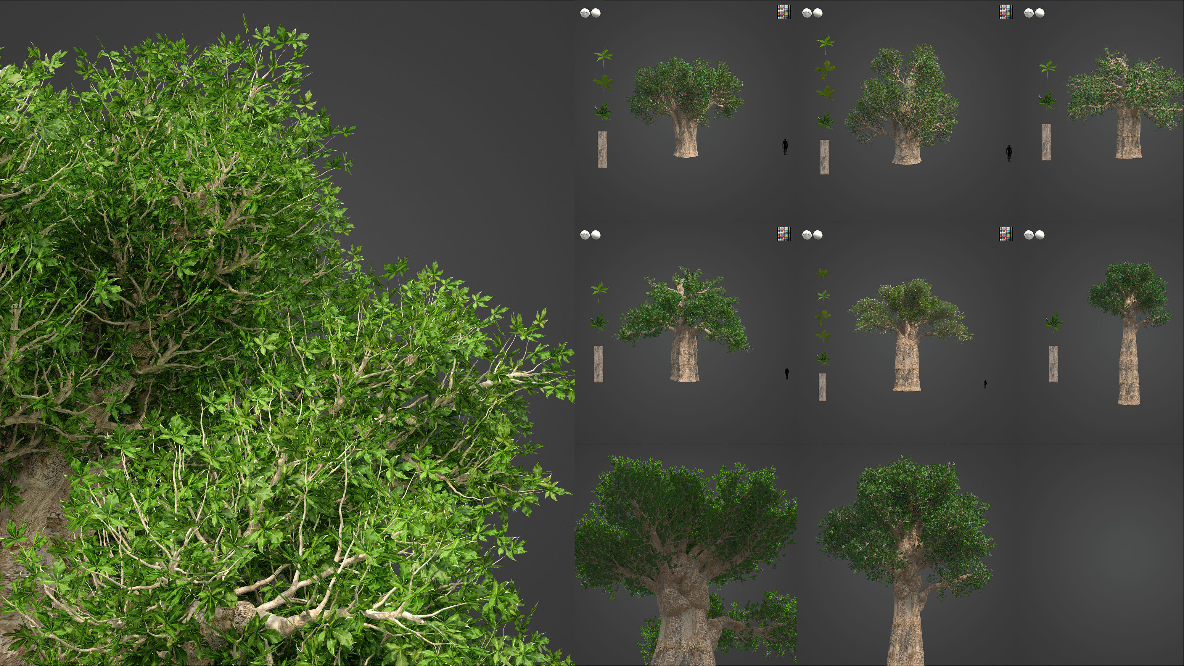 Xfrog Africa 3D Model Collection_9