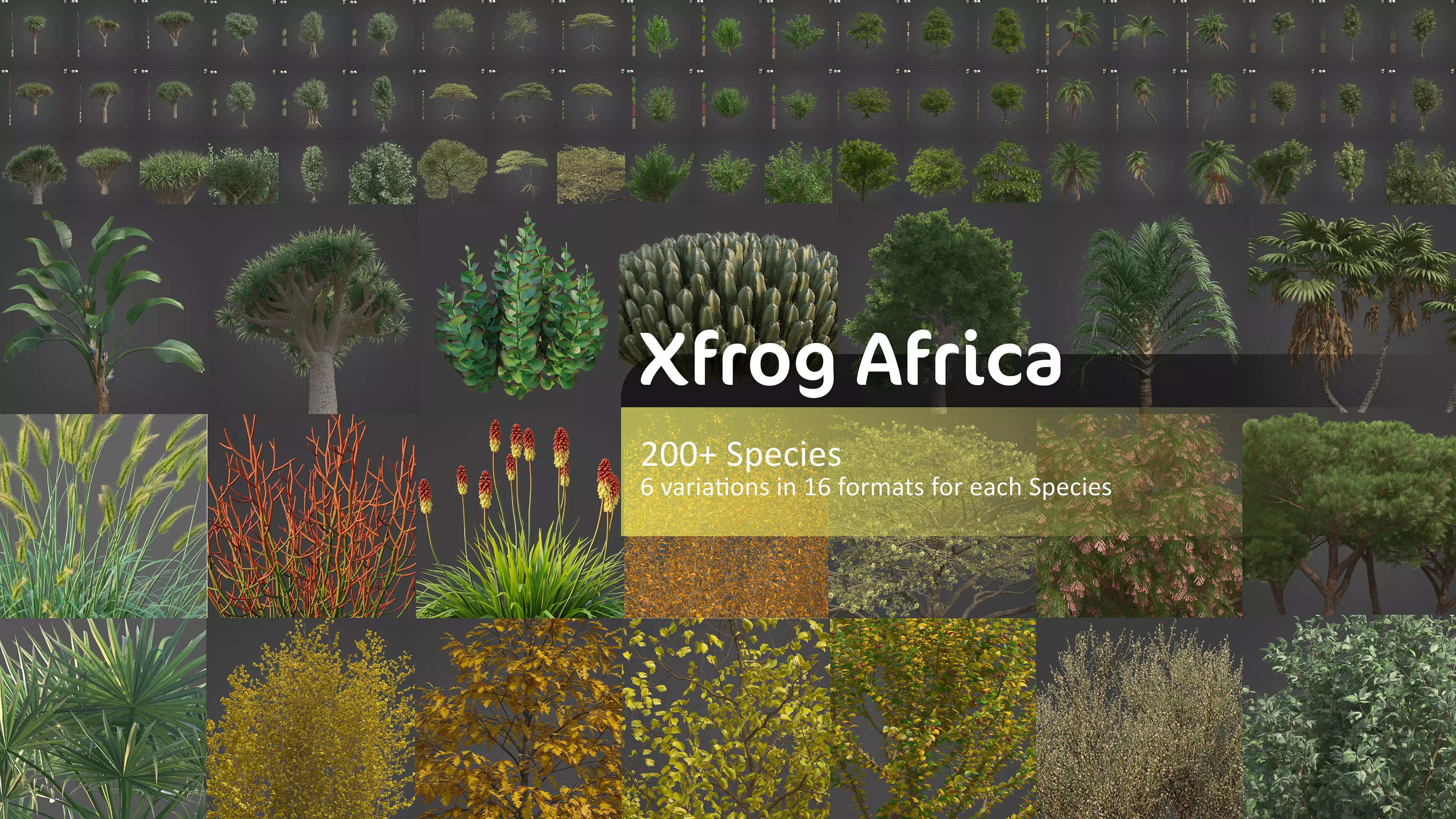 Xfrog Africa 3D Model Collection_0