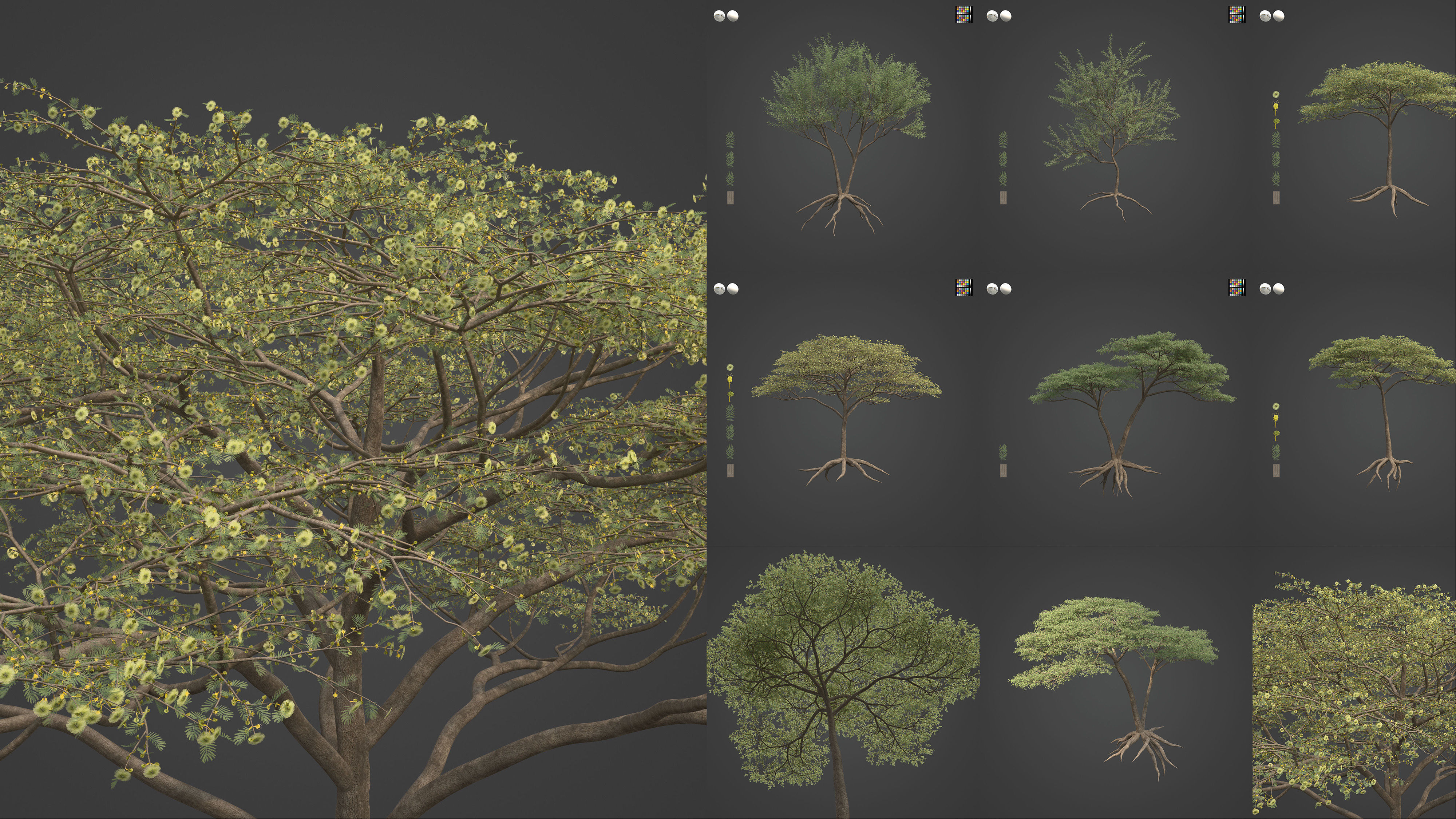 Xfrog Africa 3D Model Collection_5