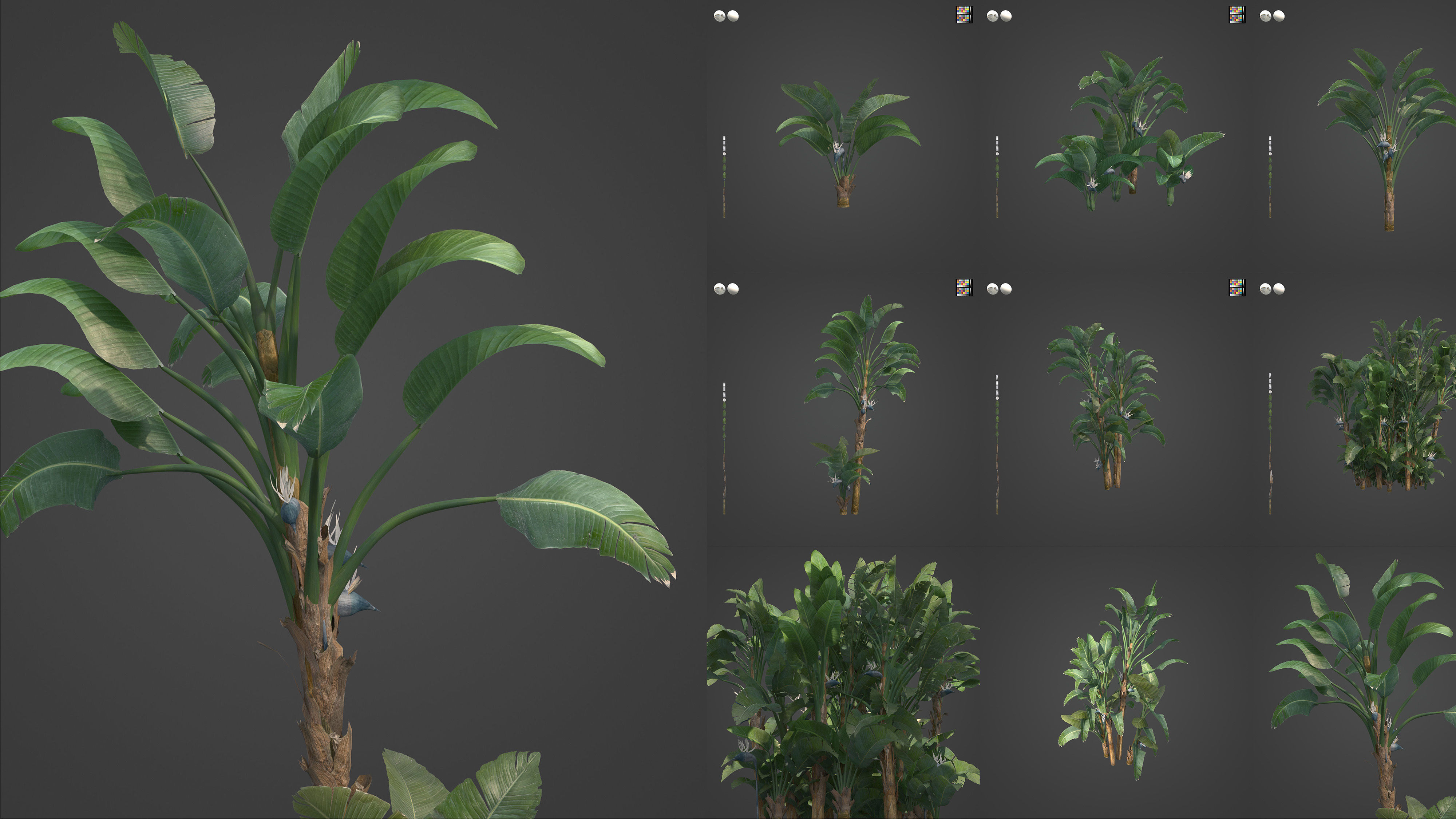 Xfrog Africa 3D Model Collection_3